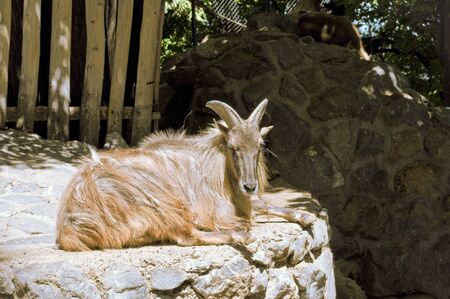 Chamois ( rupicapra rupicapra ) sitting on a rock の写真素材