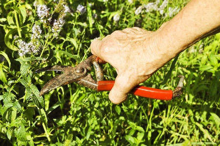 Gardener working の写真素材