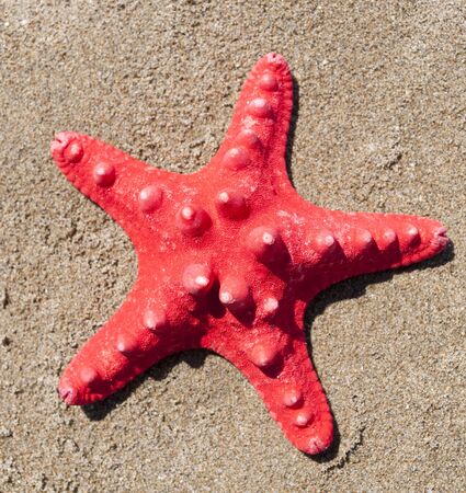 Red sea star on sandの写真素材