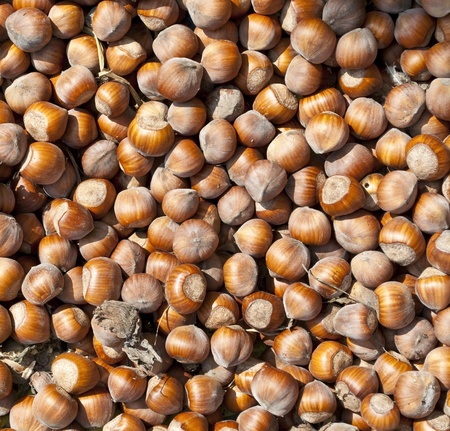 Nuts Background の写真素材
