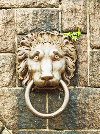 Lionの写真素材