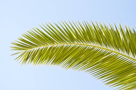 Palm leaves in front of blue sky の写真素材