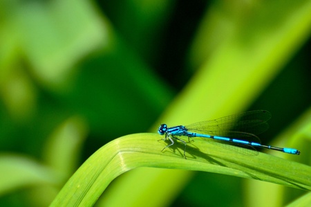 Blue dragonfly on green grassの写真素材