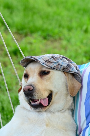 Labrador retriever with hat posingの写真素材