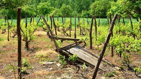 Beautiful vineyard landscapeの写真素材
