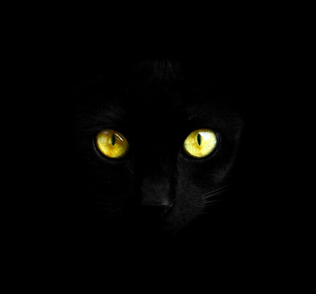 Black cat in dark close-upの写真素材