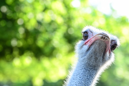 Funny ostrich portraitの写真素材
