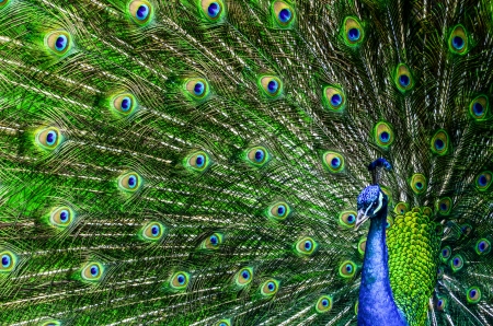 Peacock with beautiful multicolored feathers Peacock with beautiful multicolored feathers