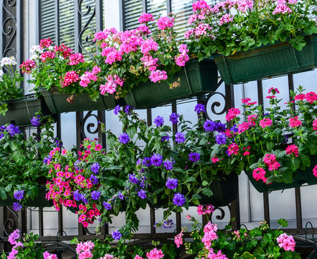Summerflowers on house window
