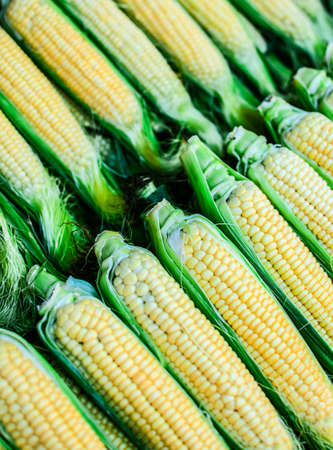 Fresh vegetable corn cobsの写真素材