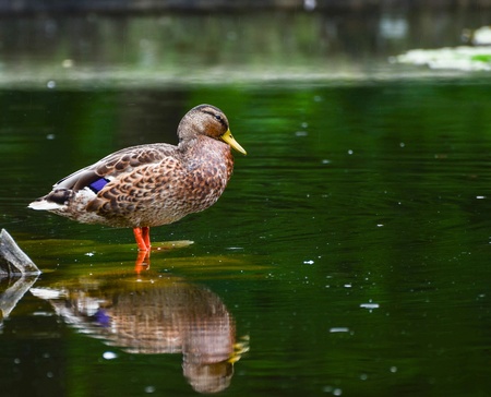 Beautiful dcuk portrait in lakeの写真素材