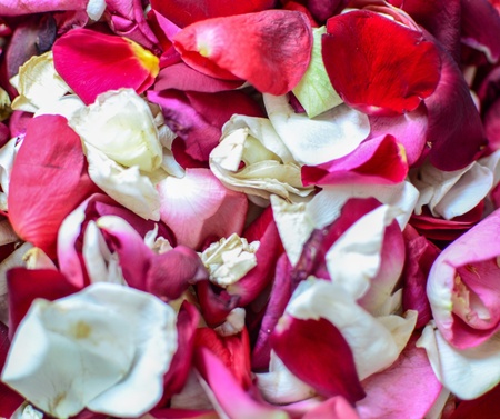 Rose petals backgroundの写真素材