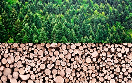 Wood production conceptの写真素材