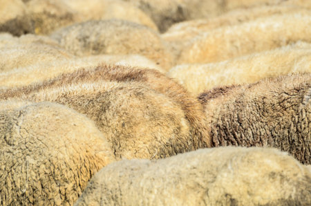 Sheep herd - wool conceptの写真素材
