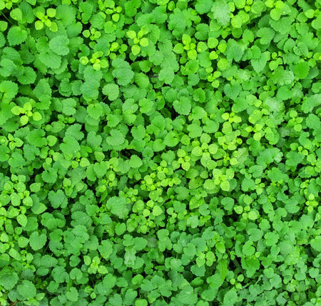 Fresh green leaves background