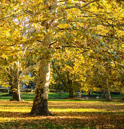 Autumn forestの写真素材