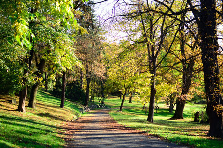 Autumn forest