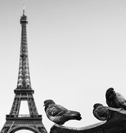 Pigeons against Eiffel tower - Paris Franceの写真素材