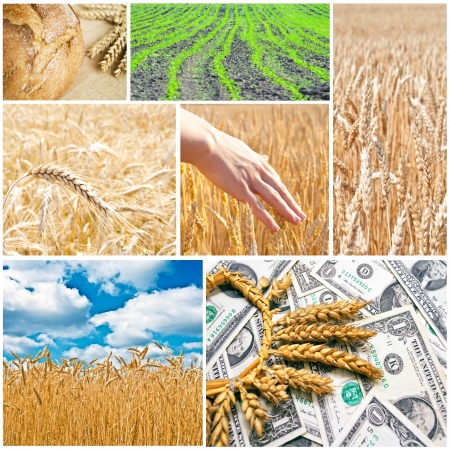 Agriculture collageの写真素材