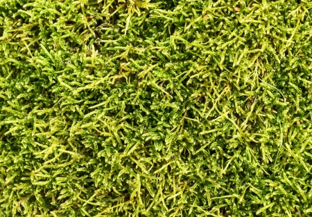 Moss backgroundの写真素材
