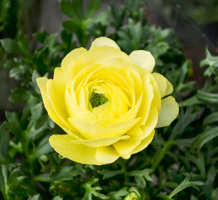 Yellow rose
