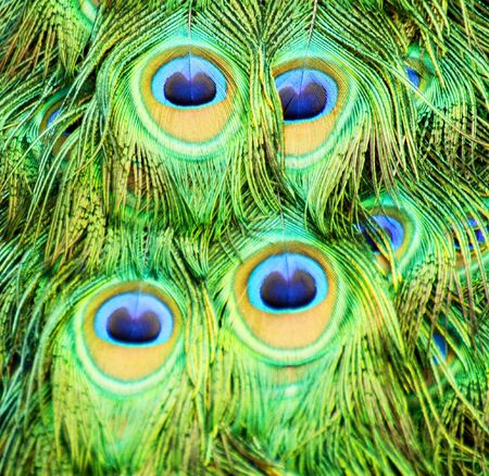 Colorful peacock feathersの写真素材