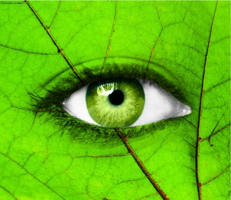 Green human eye with leaf - Ecology conceptの写真素材