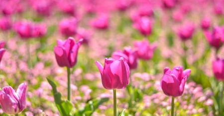 Field of pink tulipsの写真素材