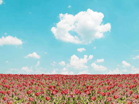 Red tulip field and blue sky landscapeの写真素材