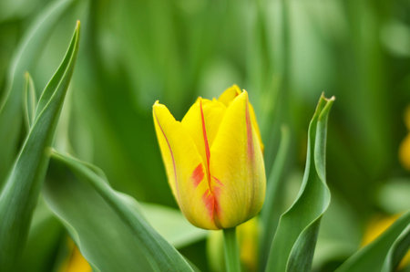 Yellow tulip close-up