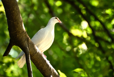 Beautiful wite pigeon on branchの写真素材