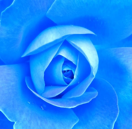 Blue rose macro shotの写真素材