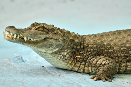 Small Caiman crocodileの写真素材
