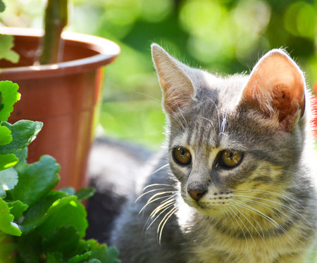 Cute kitten in garden