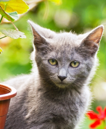 Cute kitten in gardenの写真素材