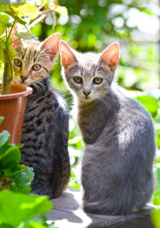 Cute kittens in gardenの写真素材