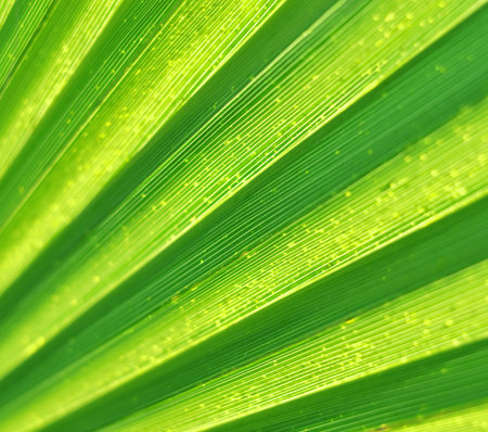 Abstract of palm leaf texture