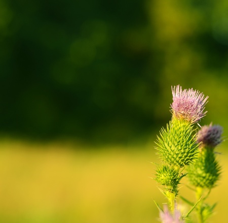 Purple thistle on a green meadowの写真素材