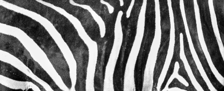 Zebra skin textureの写真素材