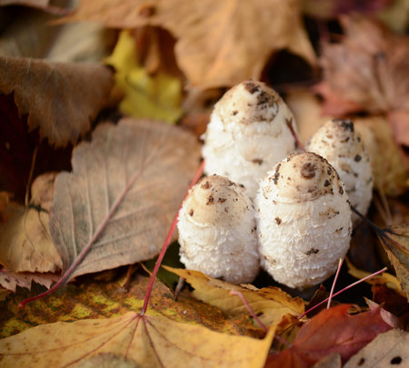Autumn forest eatable mushrooms close-upの写真素材
