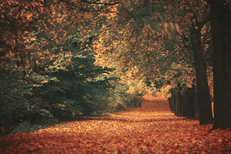 Beautiful dreamy autumn forest with walkiing pathの写真素材