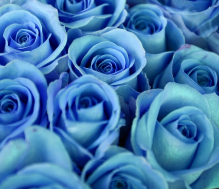 Blue roses bouquetの写真素材