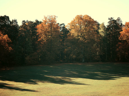 Dreamy image of beautiful Autumn forestの写真素材