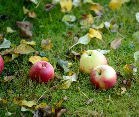 Fresh apples on grassの写真素材