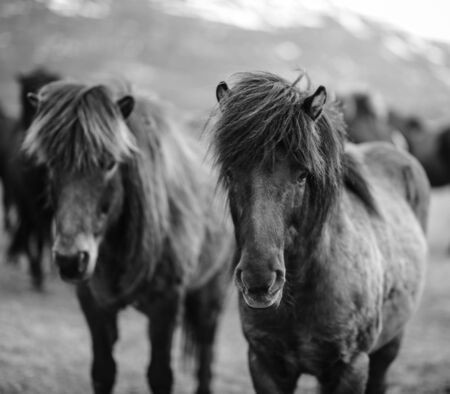 Portrait of Icelandic horses in black and whiteの写真素材