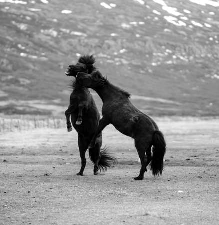 Two horses fightingの写真素材