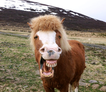 Funny portrait of Icelandic horseの写真素材