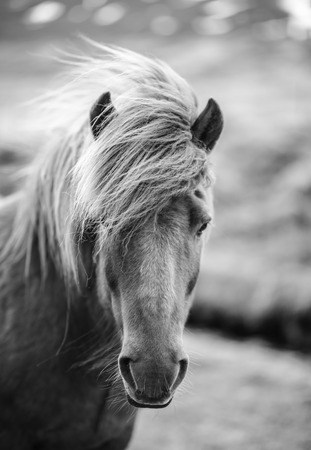 Portrait of Icelandic horse in black and whiteの写真素材