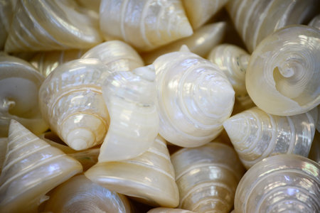 Sea shellsの写真素材