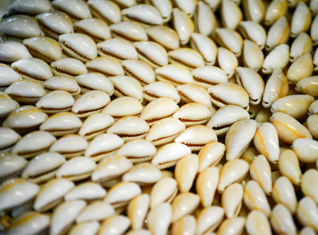 Small sea shellsの写真素材